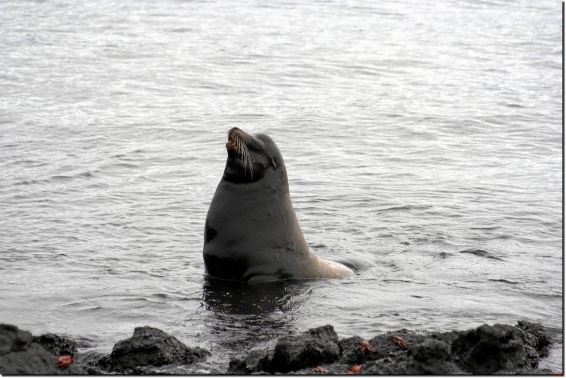 galapagos-479.jpg