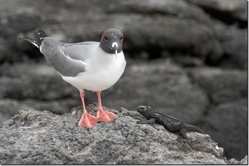 galapagos-483.jpg
