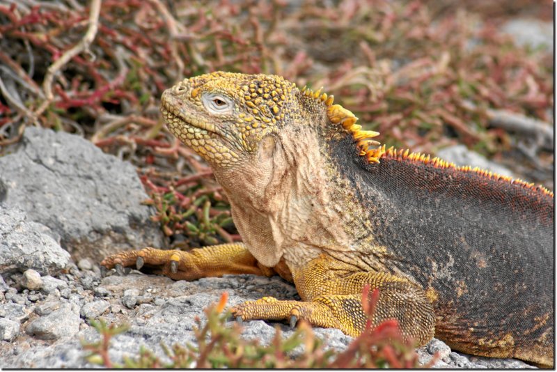 galapagos-486.jpg