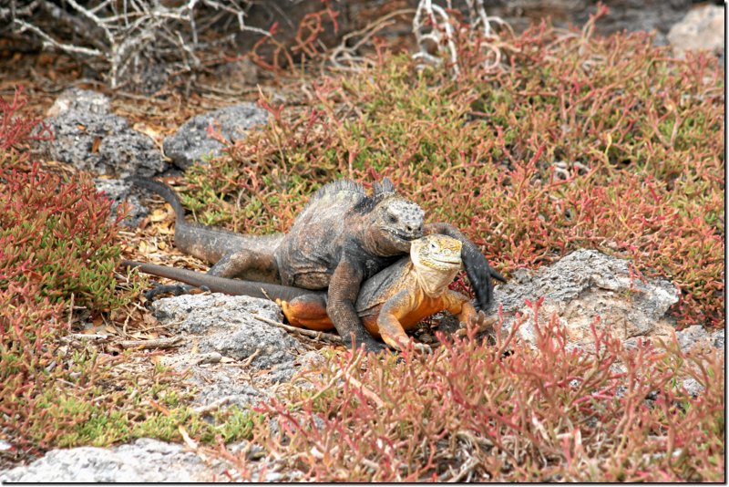 galapagos-488.jpg