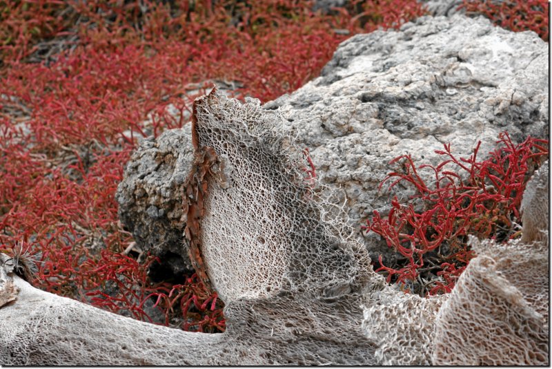 galapagos-489.jpg