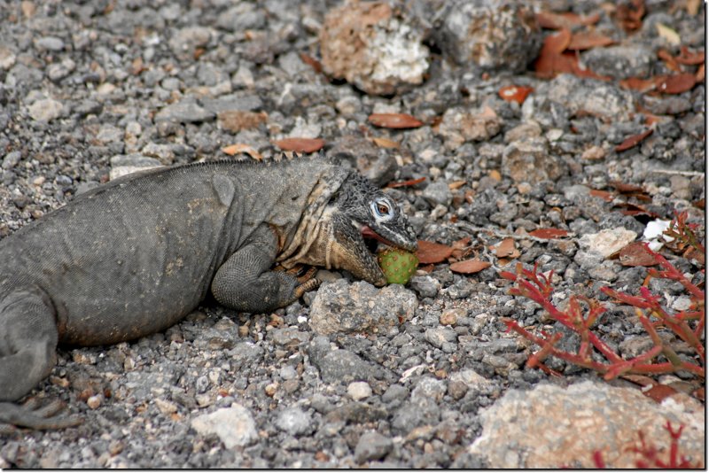 galapagos-492.jpg