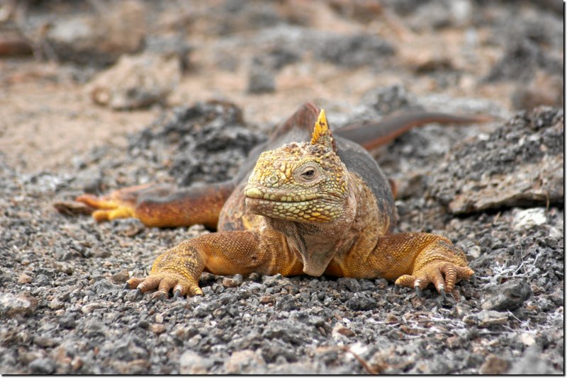 galapagos-493.jpg