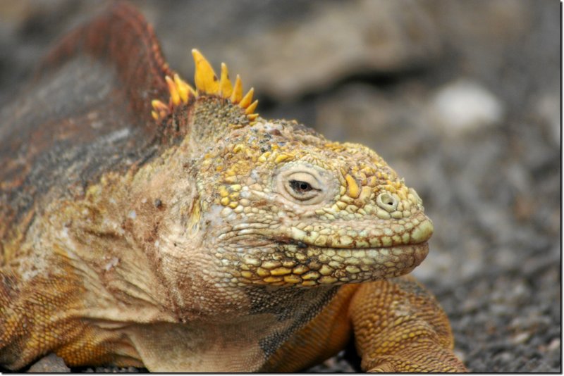 galapagos-495.jpg