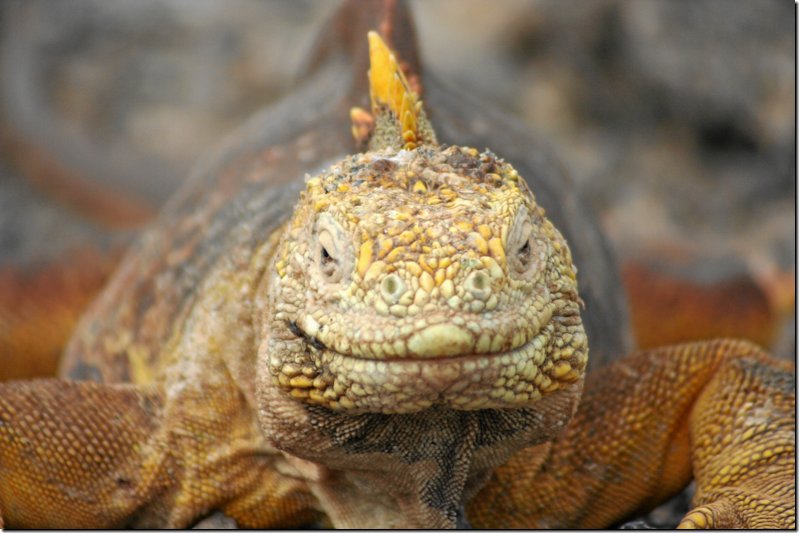 galapagos-496.jpg