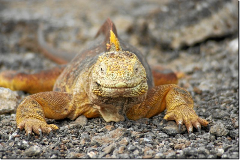 galapagos-497.jpg