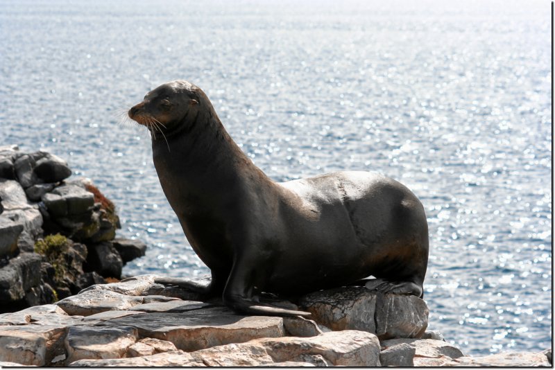 galapagos-505.jpg