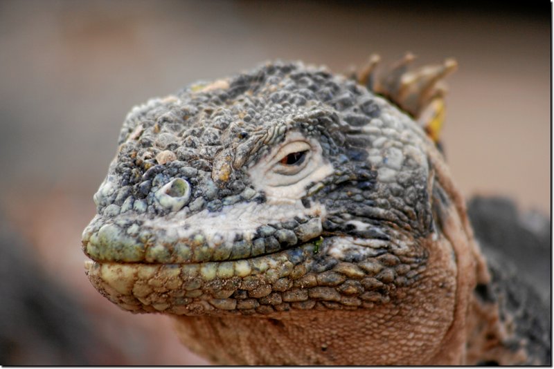 galapagos-516.jpg