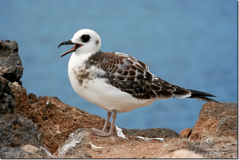 galapagos-518.jpg