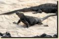 galapagos-032.jpg