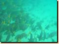 galapagos-077.jpg