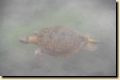 galapagos-157.jpg