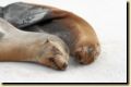 galapagos-292.jpg