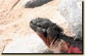 galapagos-329.jpg