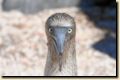galapagos-352.jpg