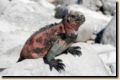 galapagos-369.jpg