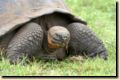 galapagos-437.jpg