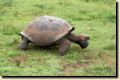 galapagos-439.jpg