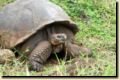 galapagos-446.jpg