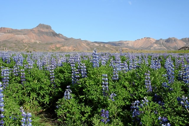 island0681.jpg
