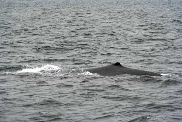 island0847.jpg