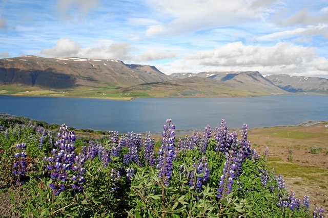 island1271.jpg