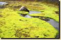 island0651.jpg
