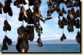 island_591.jpg