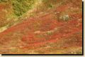 island_642.jpg